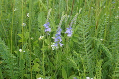 Veronica austriaca jacquinii