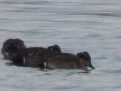 Sibirionetta formosa