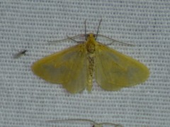Eubaphe helveta