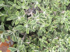 Arctotis arctotoides