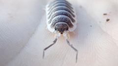 Porcellio hoffmannseggii