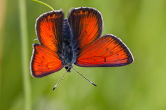 Lycaena hippothoe