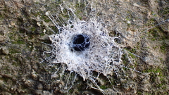 Filistata insidiatrix