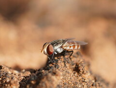 Miltogramminae