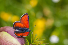 Lycaena hippothoe