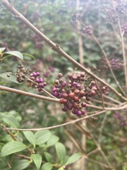 Callicarpa dichotoma