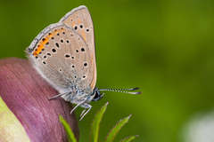 Lycaena hippothoe