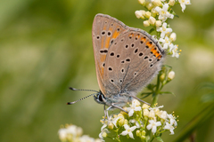 Lycaena hippothoe