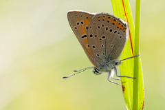 Lycaena hippothoe