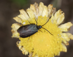 Turneriprocris dolens