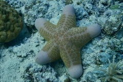 Choriaster granulatus