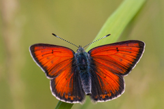 Lycaena hippothoe