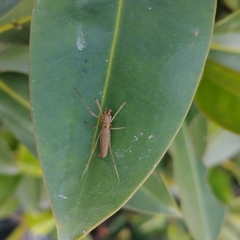 Tetragnatha