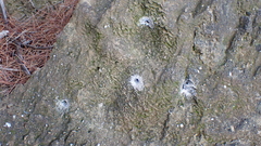 Filistata insidiatrix