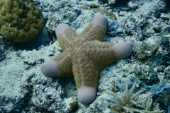 Choriaster granulatus