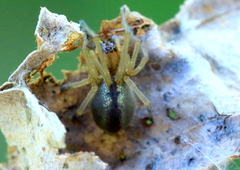 Cheiracanthium erraticum