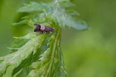 Grapholita compositella