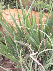 Aloe verecunda