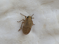 Kosswigianella exigua