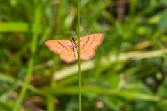 Idaea serpentata