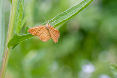 Idaea serpentata