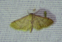 Idaea productata