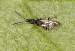 Spilomicrini