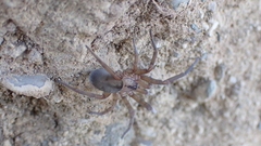 Filistata insidiatrix