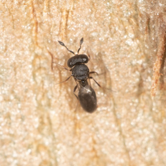 Scelionidae