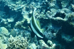 Heniochus chrysostomus