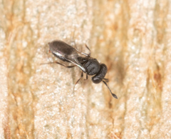 Scelionidae