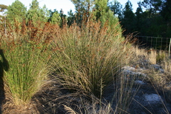 Thamnochortus insignis