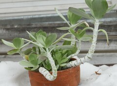 Kalanchoe luciae