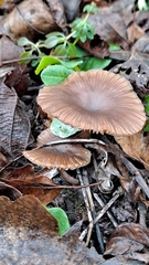 Pseudoclitocybe expallens