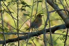Turdus chrysolaus