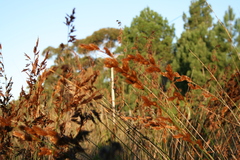 Thamnochortus insignis