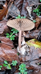 Pseudoclitocybe expallens