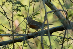 Turdus chrysolaus