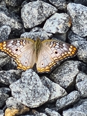 Anartia jatrophae