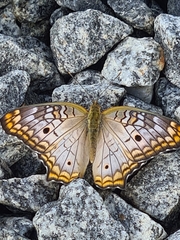 Anartia jatrophae