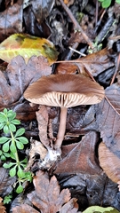 Pseudoclitocybe expallens