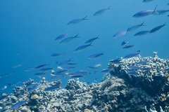 Caesio caerulaurea
