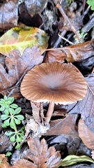 Pseudoclitocybe expallens