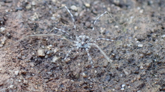 Phalangiinae