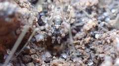 Phalangiinae