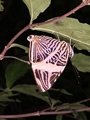 Colobura dirce dirce