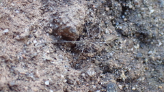 Phalangiinae