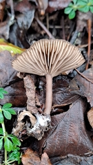Pseudoclitocybe expallens