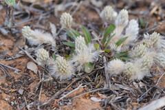 Ptilotus seminudus