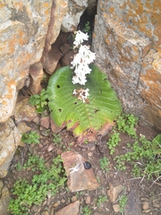 Streptocarpus vandeleurii